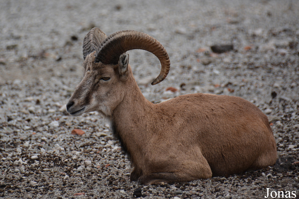 Ovis cycloceros arkal
