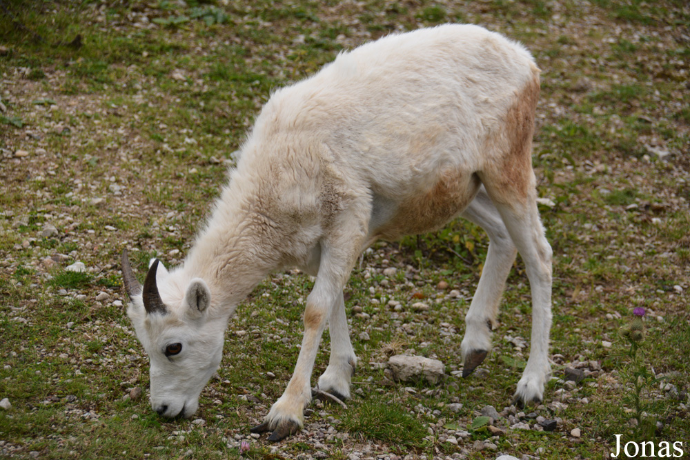 Ovis dalli dalli