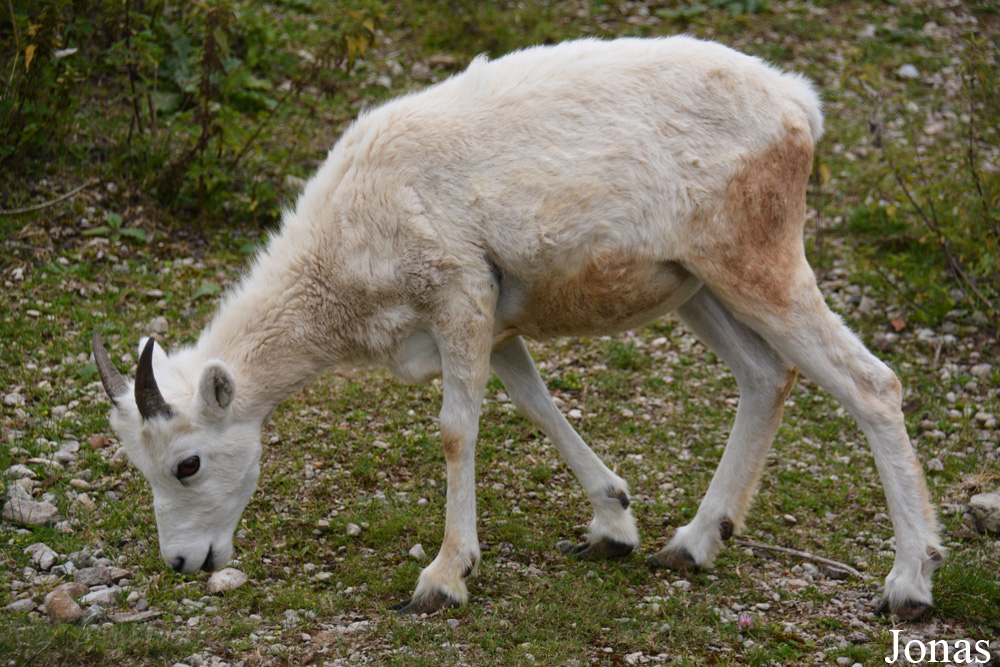 Ovis dalli dalli