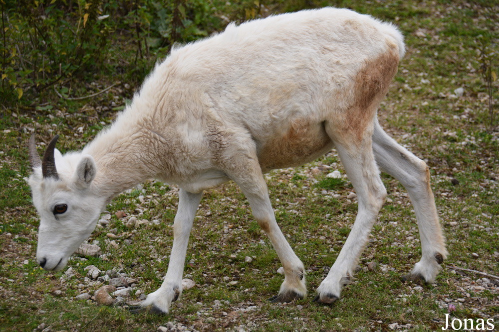 Ovis dalli dalli