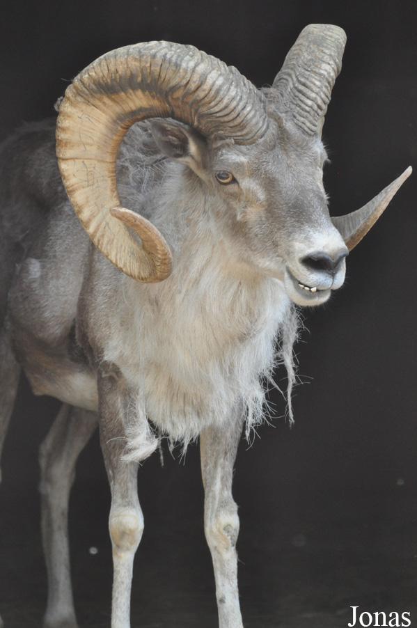 Ovis hodgsoni