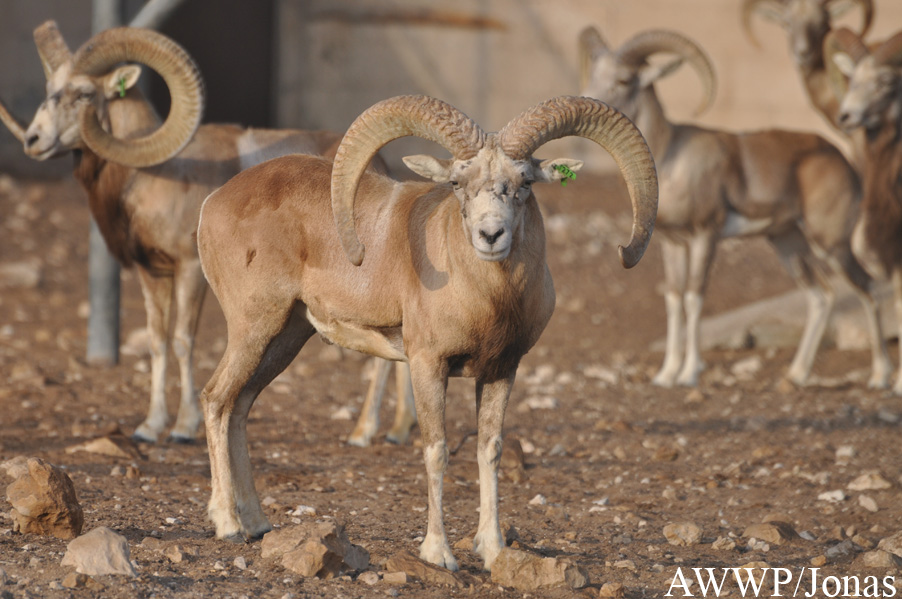 Ovis laristanica
