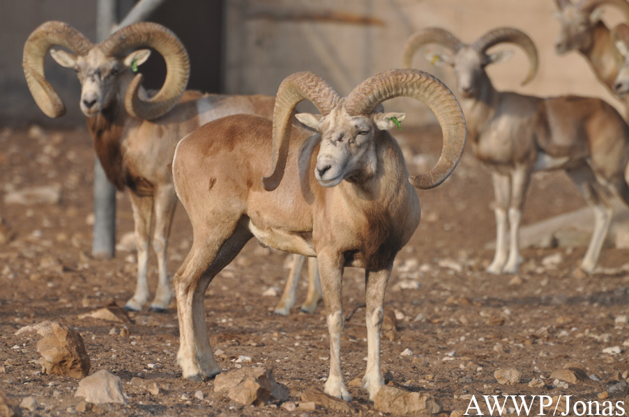 Ovis laristanica