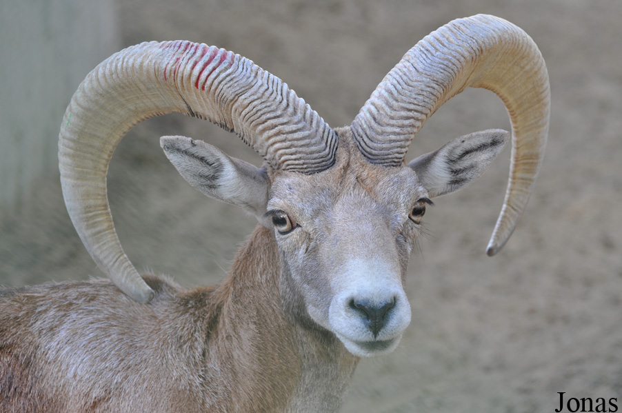 Ovis laristanica