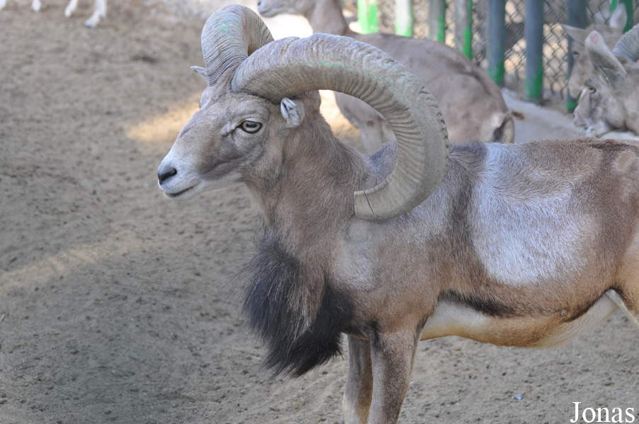 Ovis laristanica
