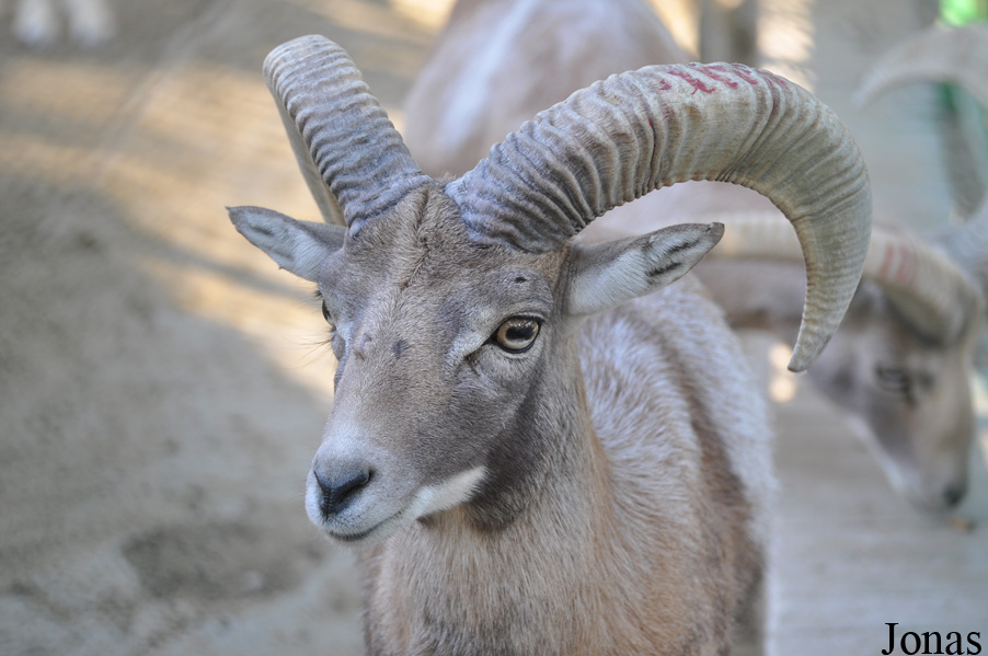 Ovis laristanica