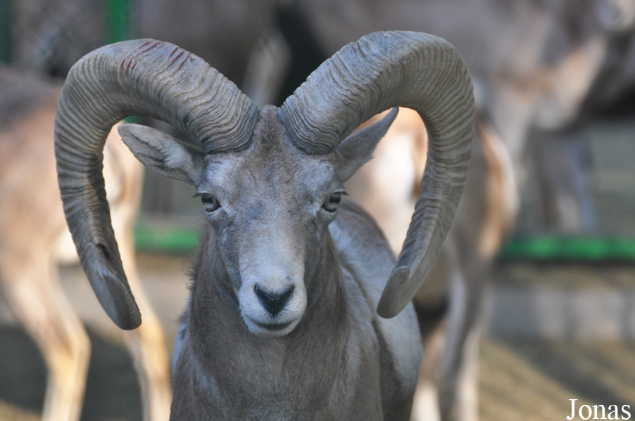 Ovis laristanica