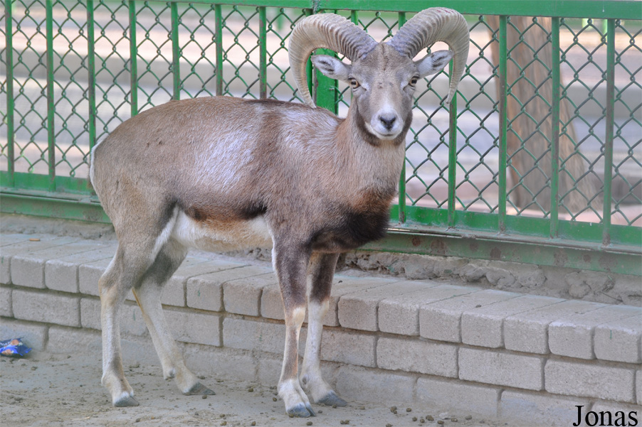 Ovis laristanica