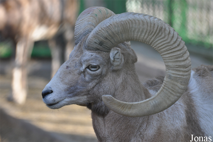 Ovis laristanica