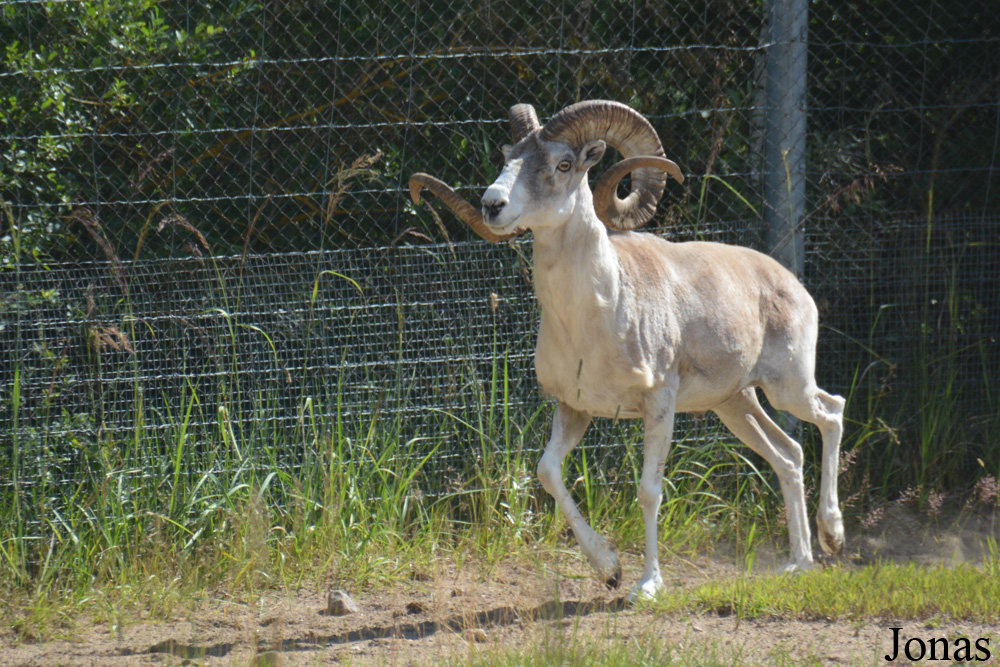 Ovis polii