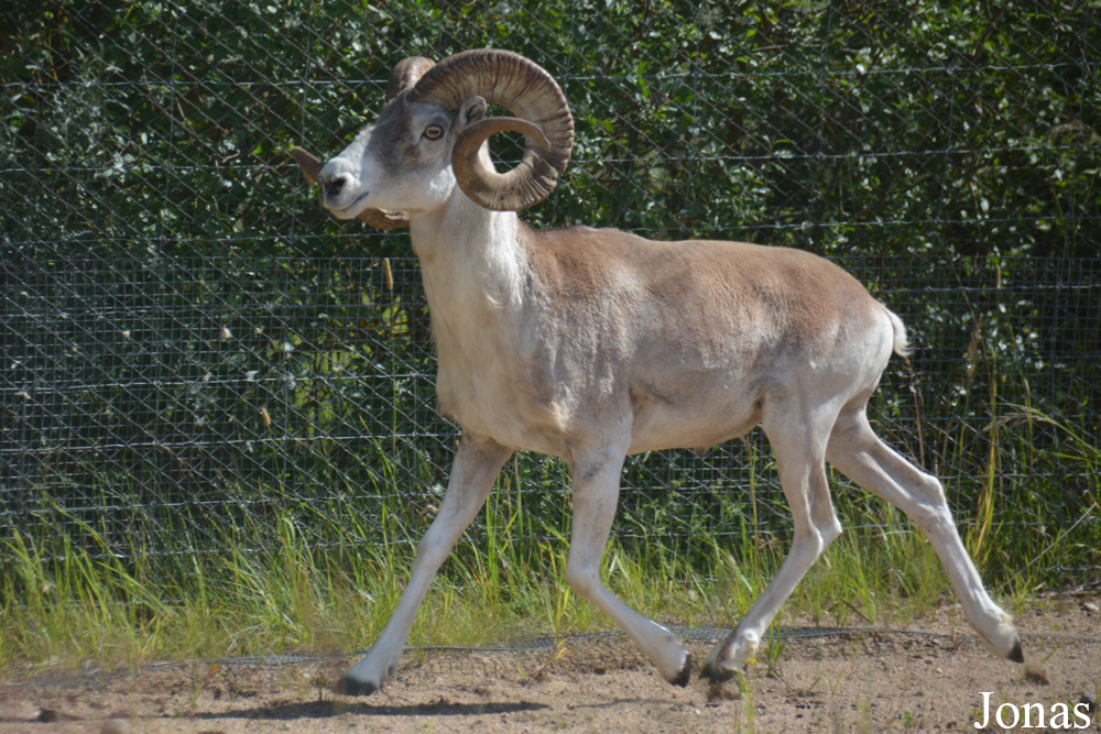 Ovis polii