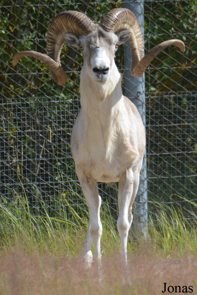 Ovis polii