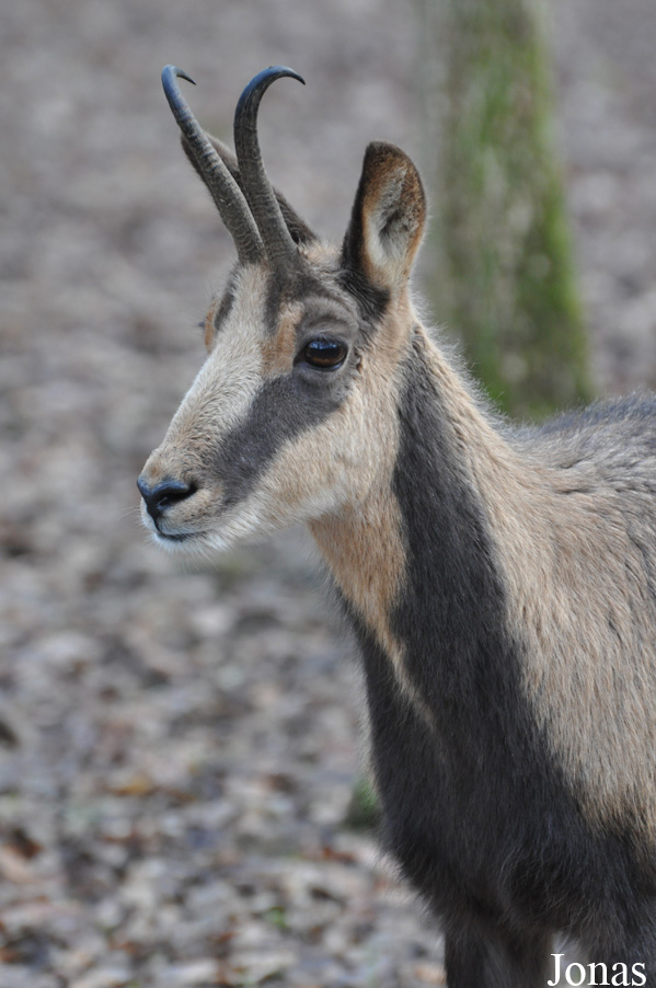 Rupicapra pyrenaica