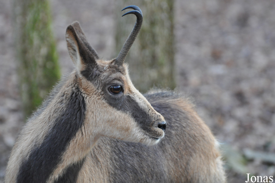 Rupicapra pyrenaica
