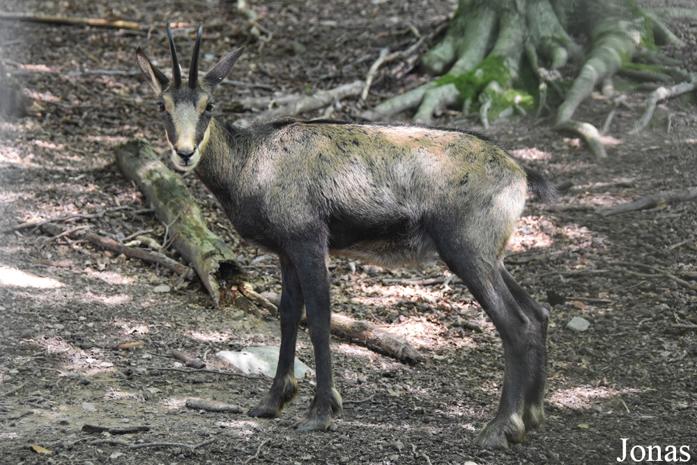 Bergtierpark Fürth Erlenbach