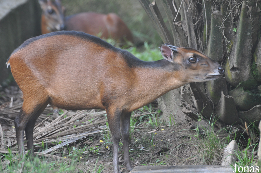 Cephalophus dorsalis