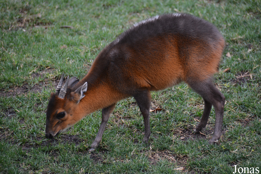 Cephalophus rufilatus
