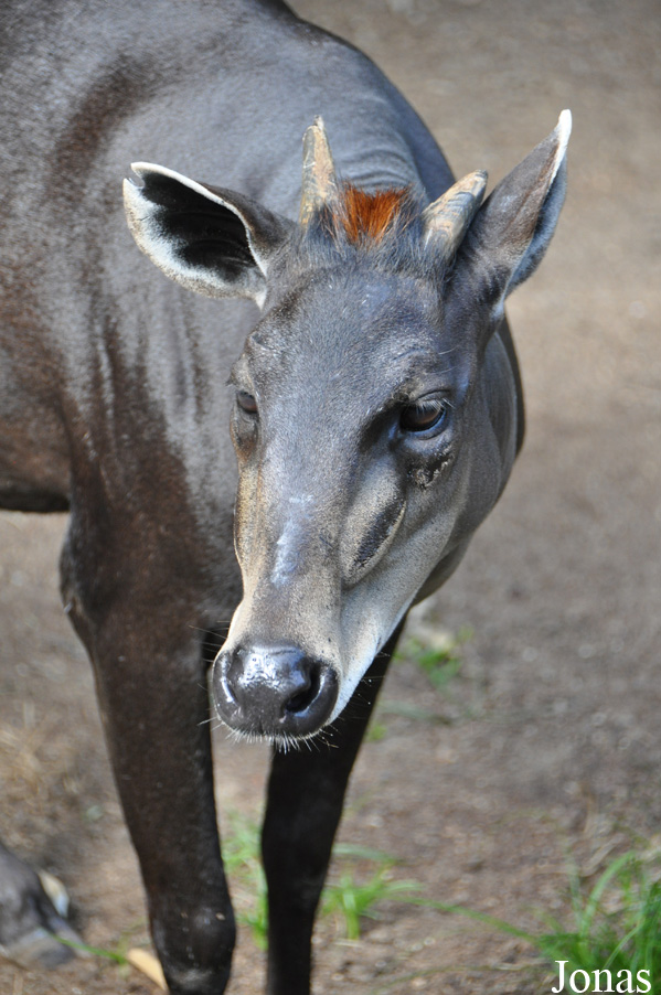 Cephalophus silvicultor