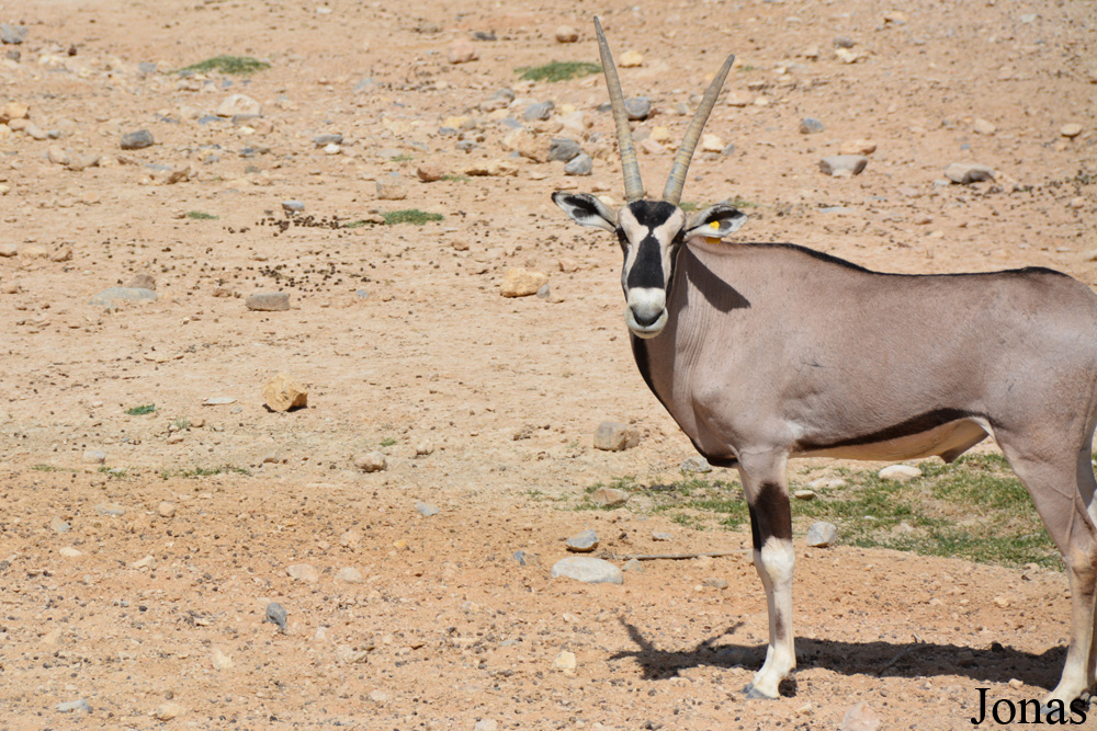 Oryx beisa beisa