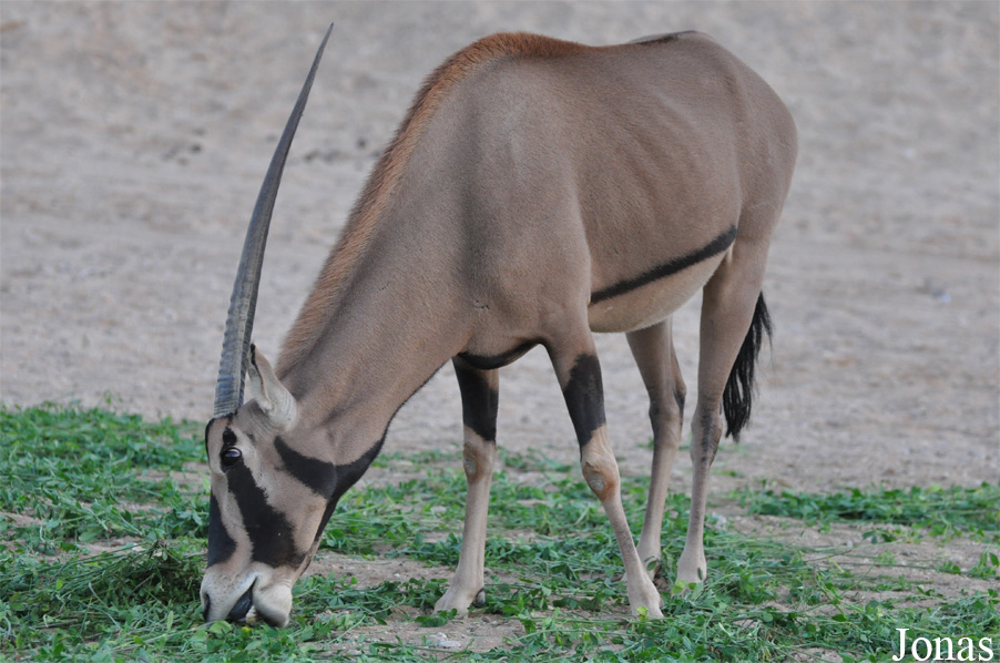 Oryx beisa callotis