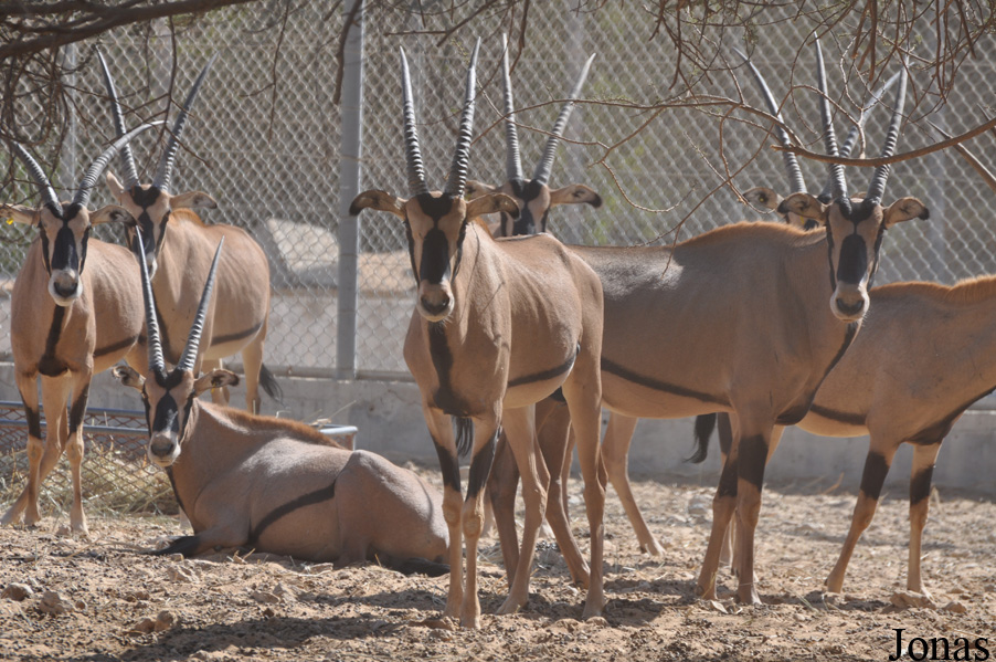 Oryx beisa callotis