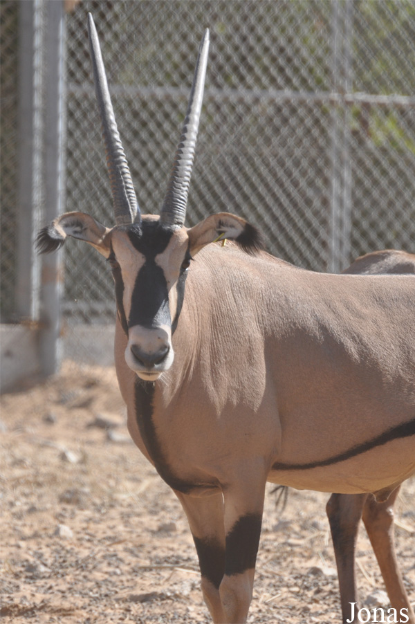 Oryx beisa callotis