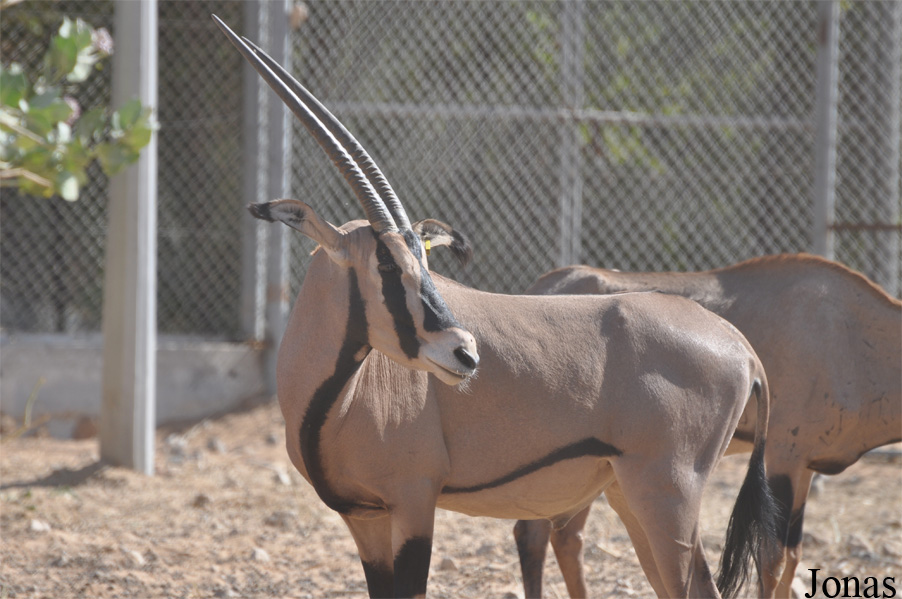 Oryx beisa callotis