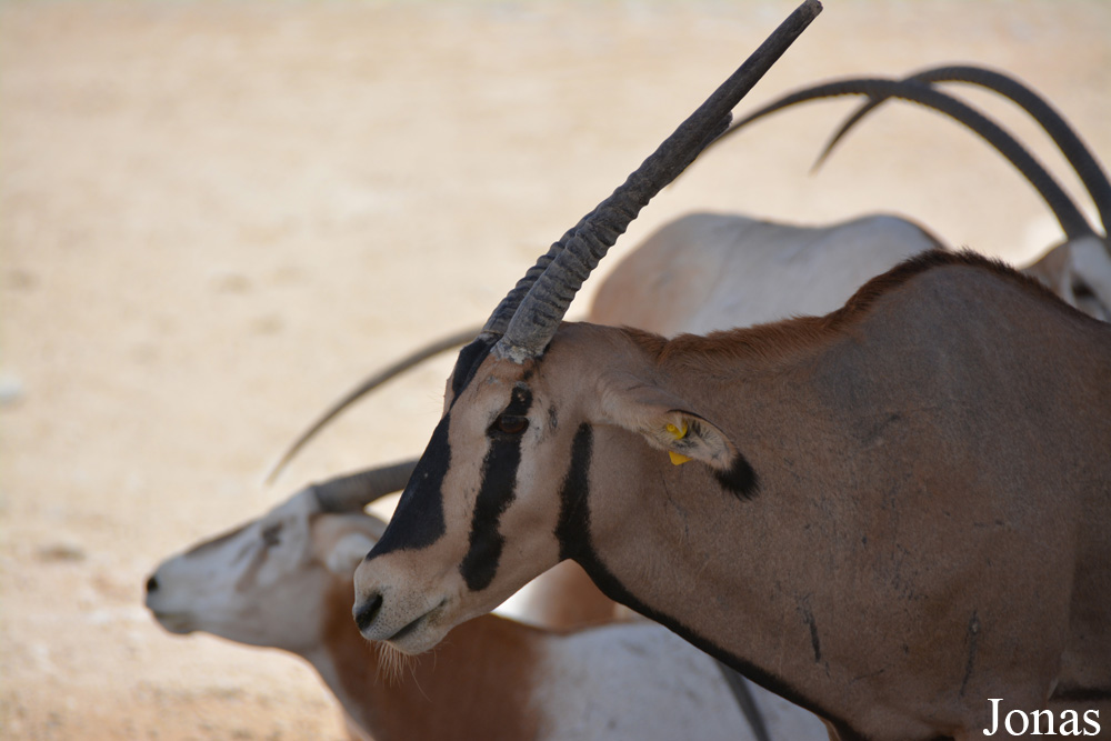 Oryx beisa callotis