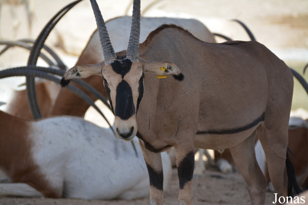 Oryx beisa callotis