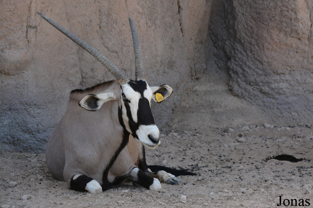 Oryx gazella