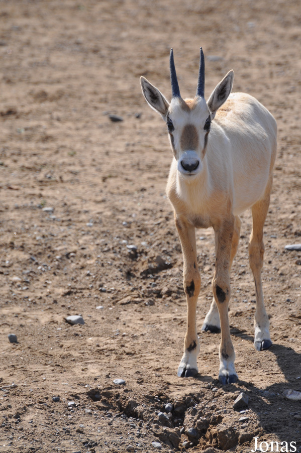 Oryx leucoryx