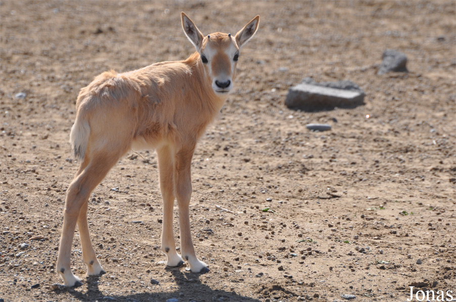 Oryx leucoryx