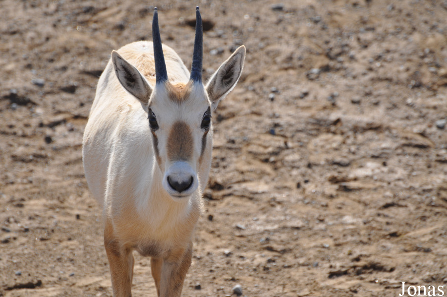 Oryx leucoryx