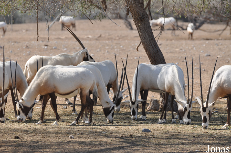 Oryx leucoryx