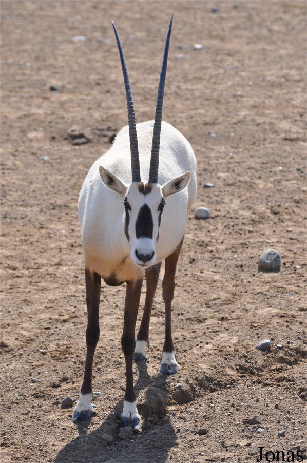 Oryx leucoryx