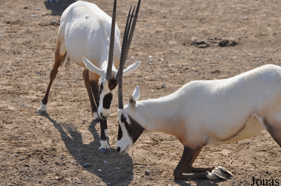 Oryx leucoryx