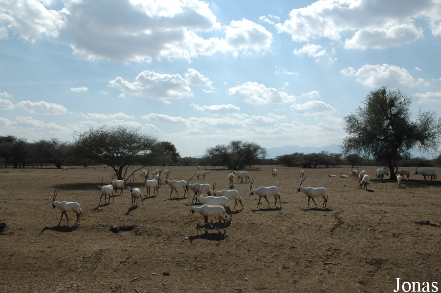 Oryx leucoryx