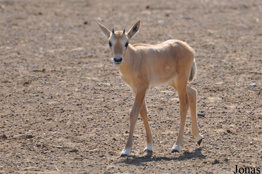 Oryx leucoryx