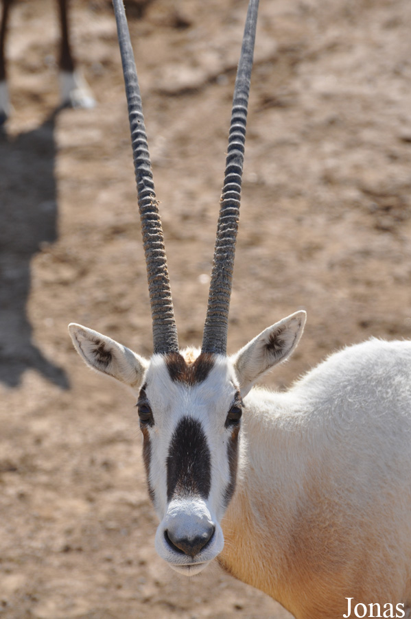 Oryx leucoryx