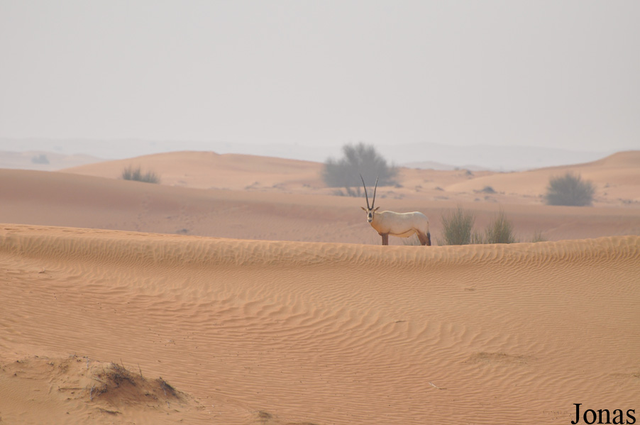 Oryx leucoryx