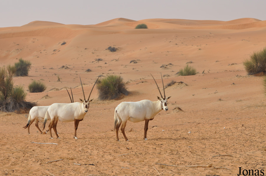 Oryx leucoryx