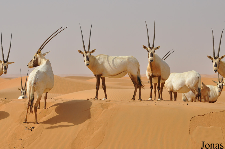 Oryx leucoryx