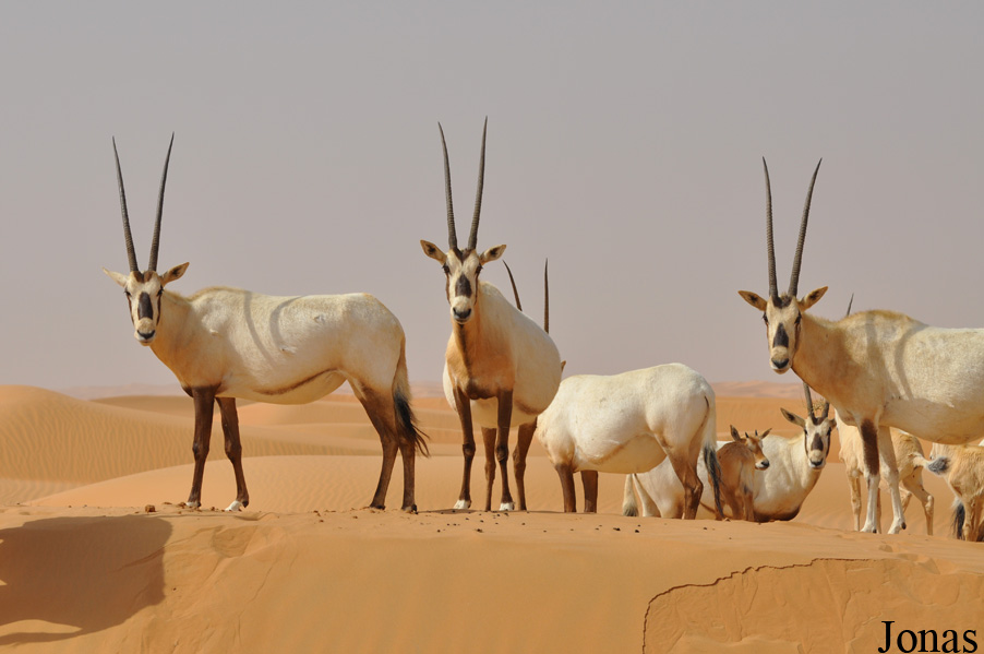 Oryx leucoryx