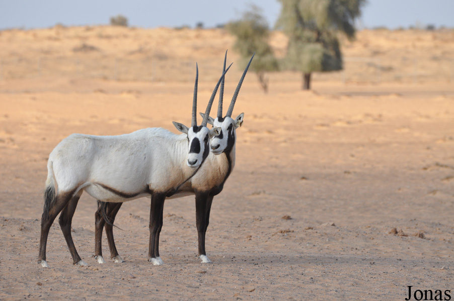 Oryx leucoryx