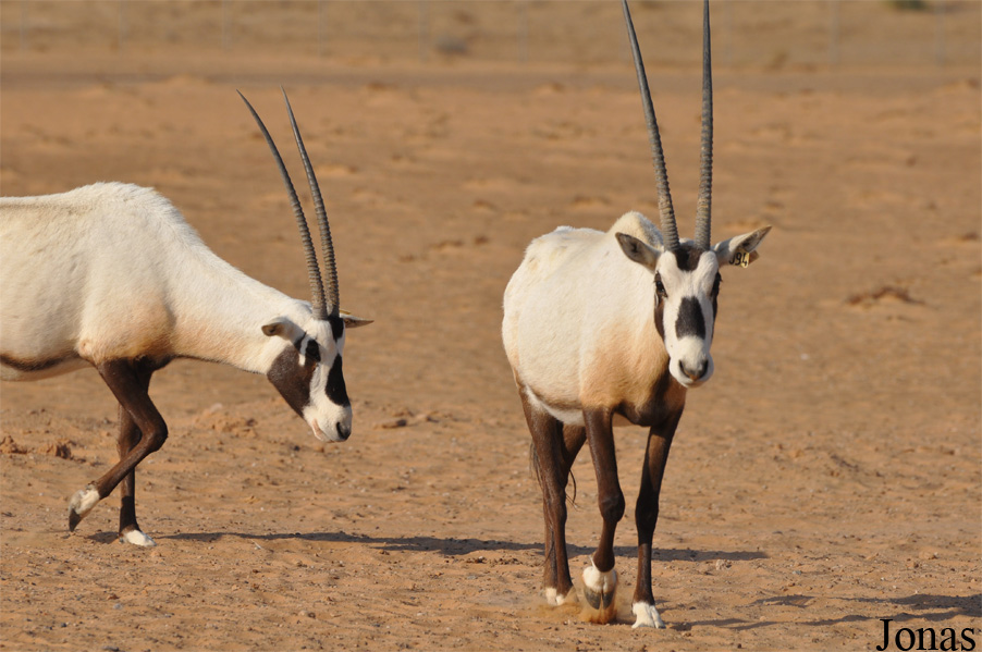 Oryx leucoryx