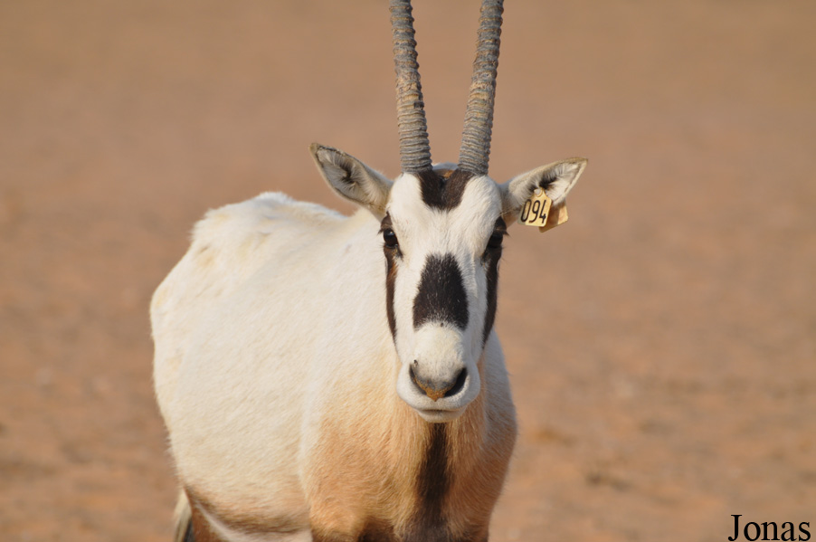 Oryx leucoryx