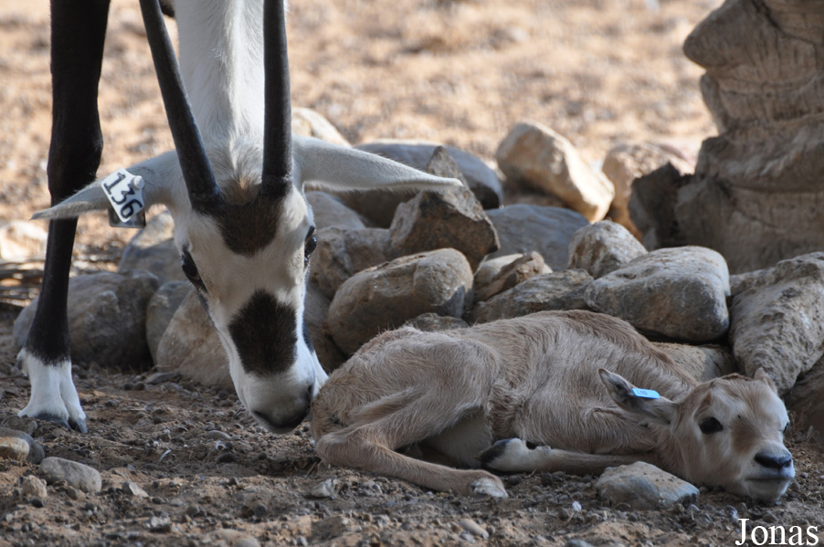 Oryx leucoryx