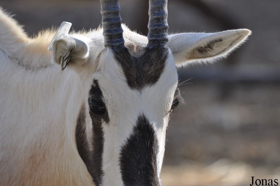 Oryx leucoryx