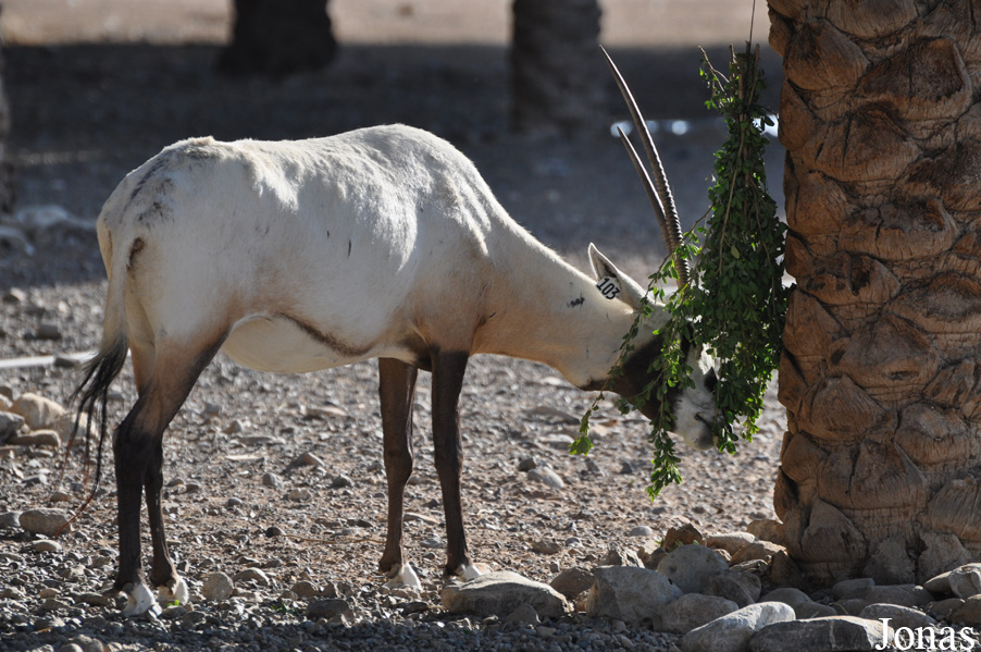 Oryx leucoryx