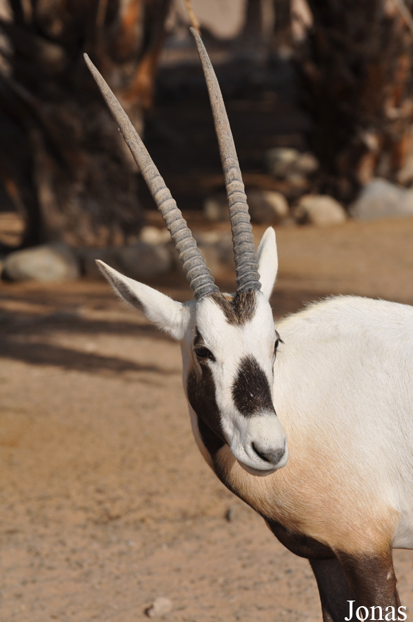 Oryx leucoryx
